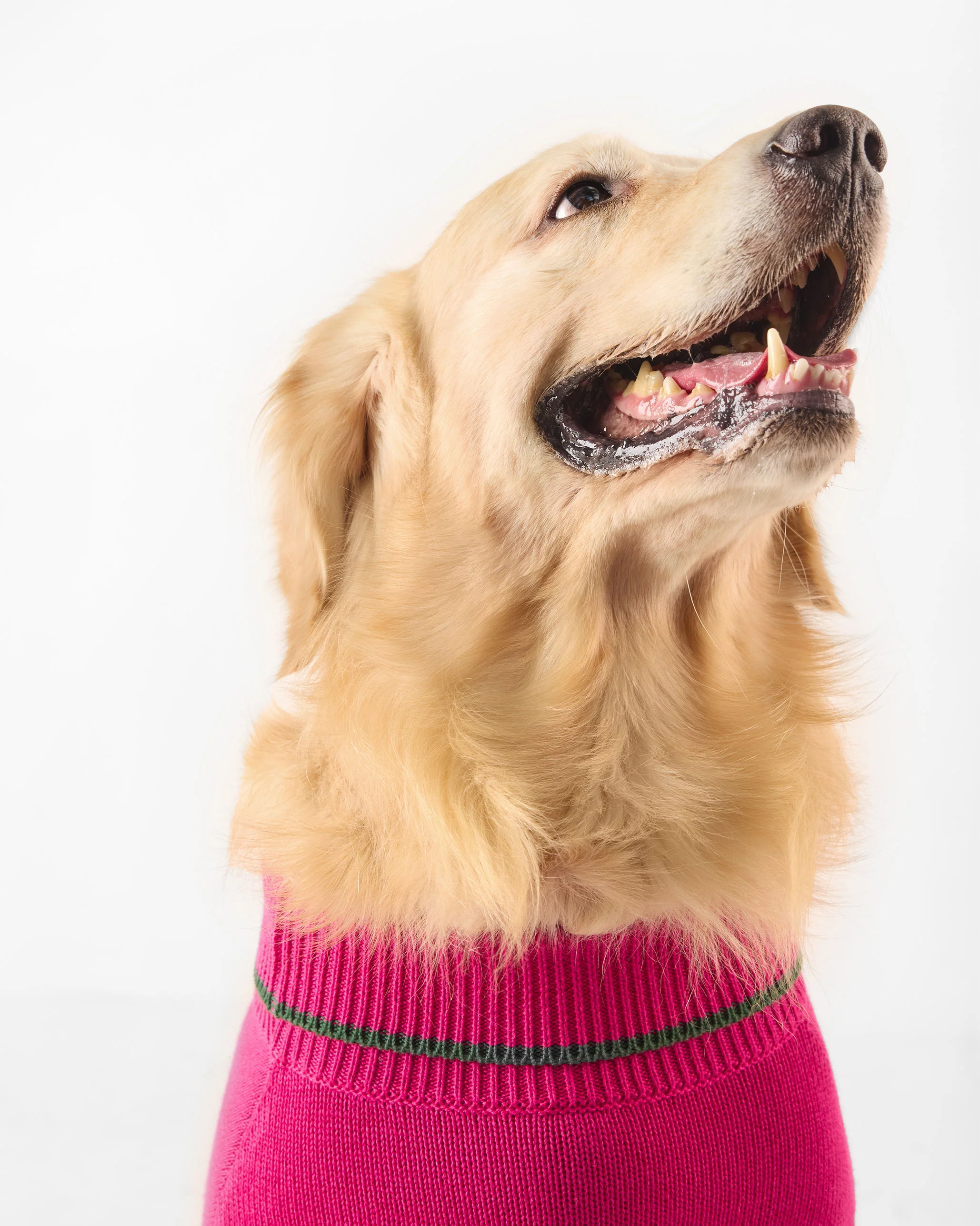 Bark Bloom Dog Sweater - Fuchsia - Image 7