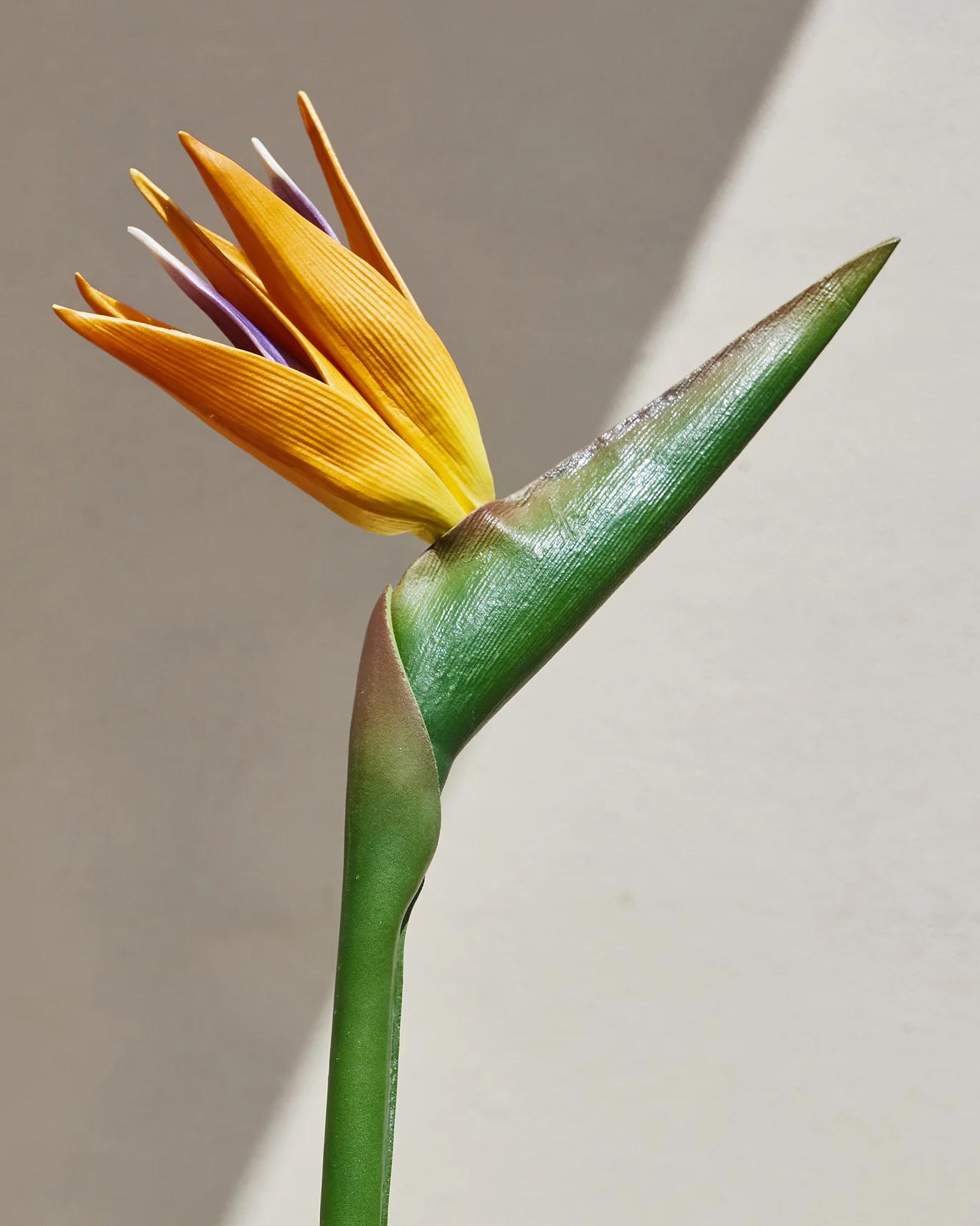 Bird of Paradise Flower - Image 3