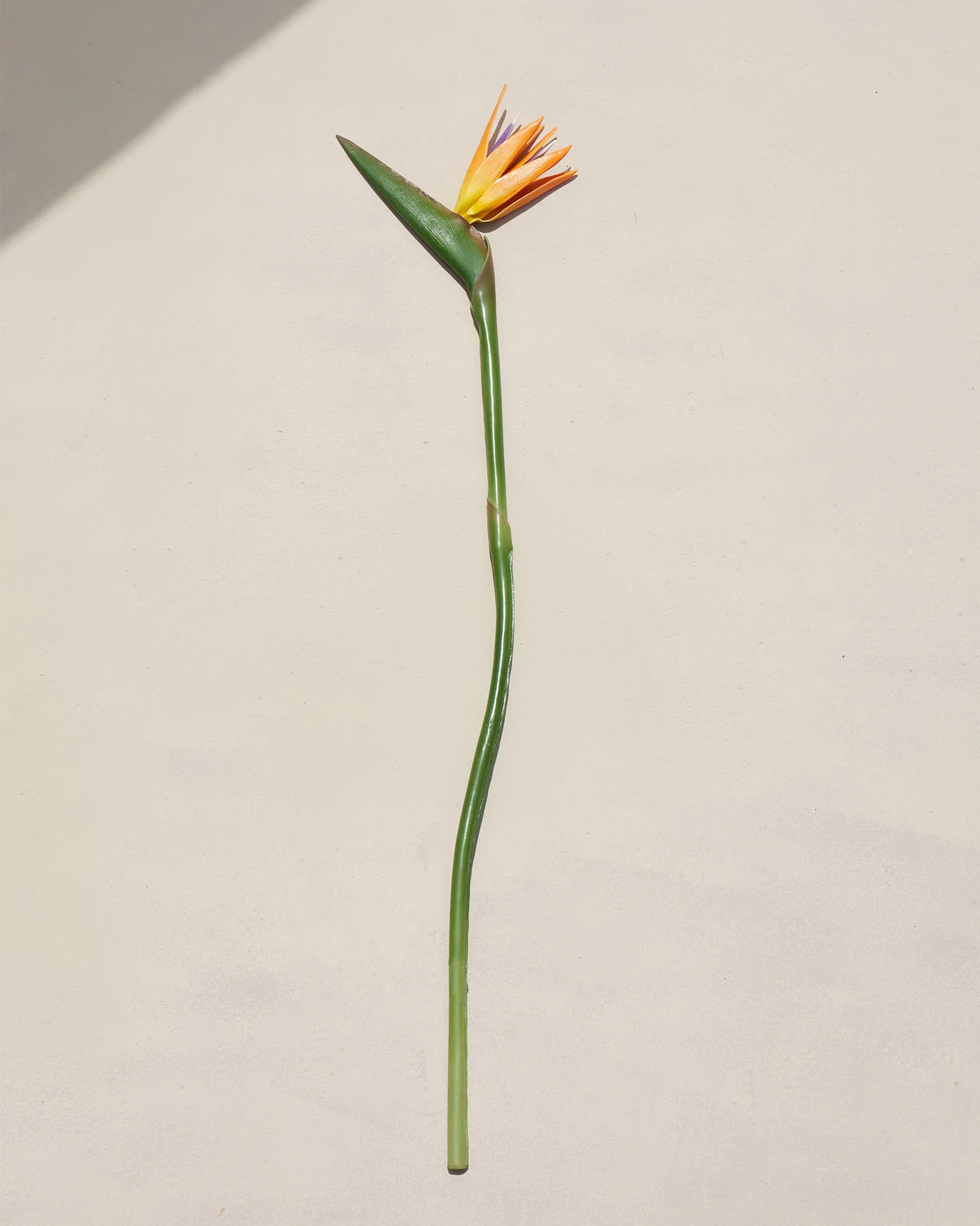 Bird of Paradise Flower - Image 4