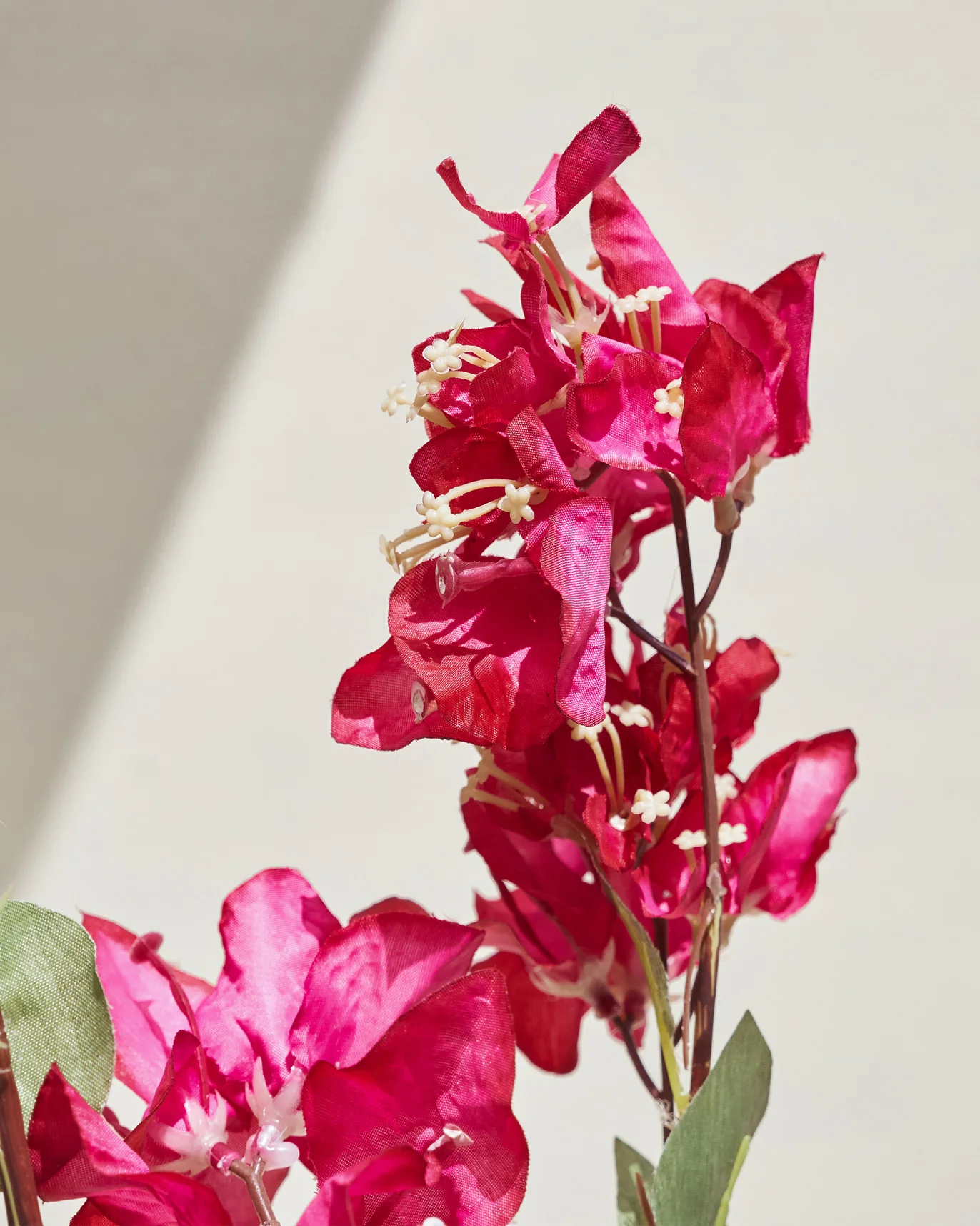 Bougainvillea Beauty Flower - Image 3