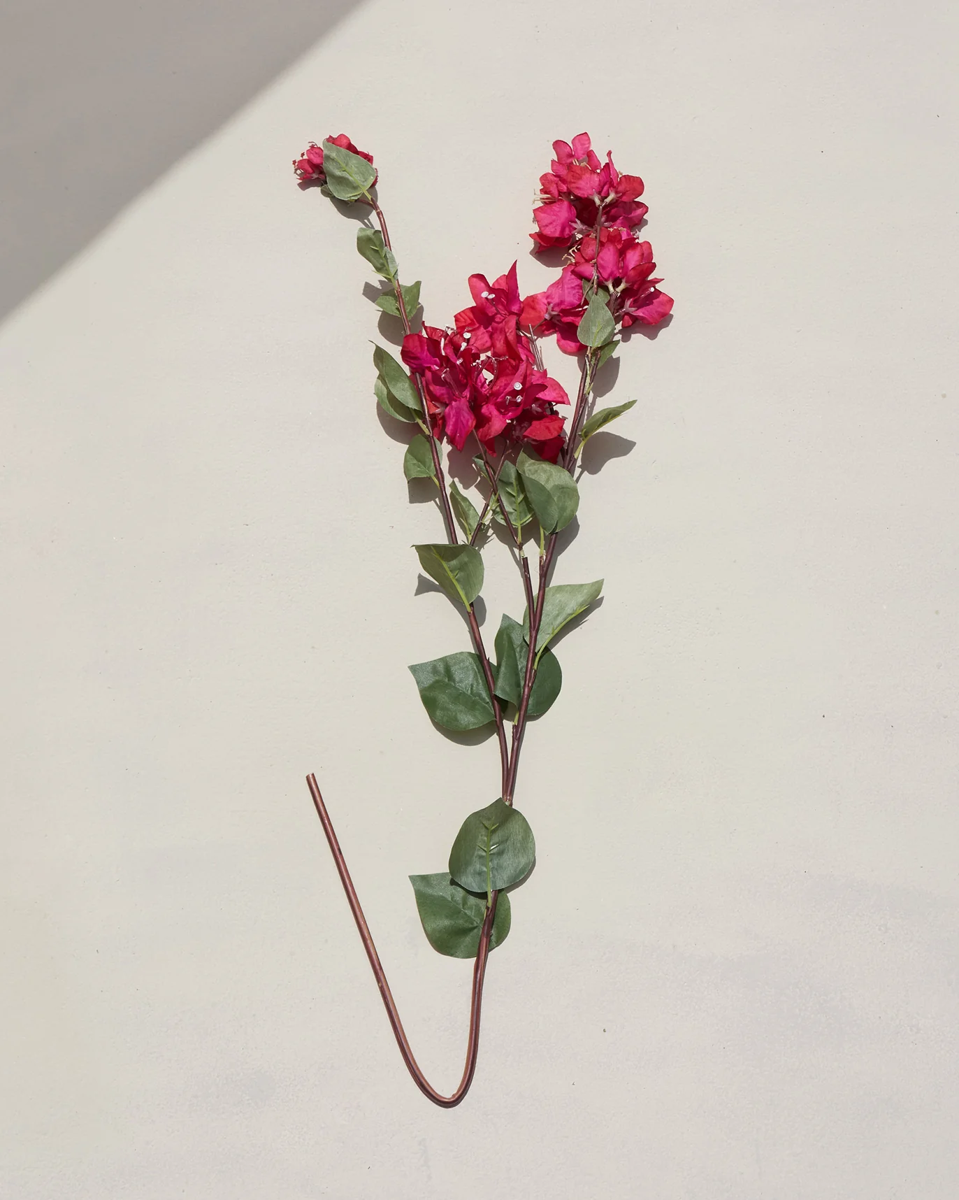 Bougainvillea Beauty Flower - Image 4