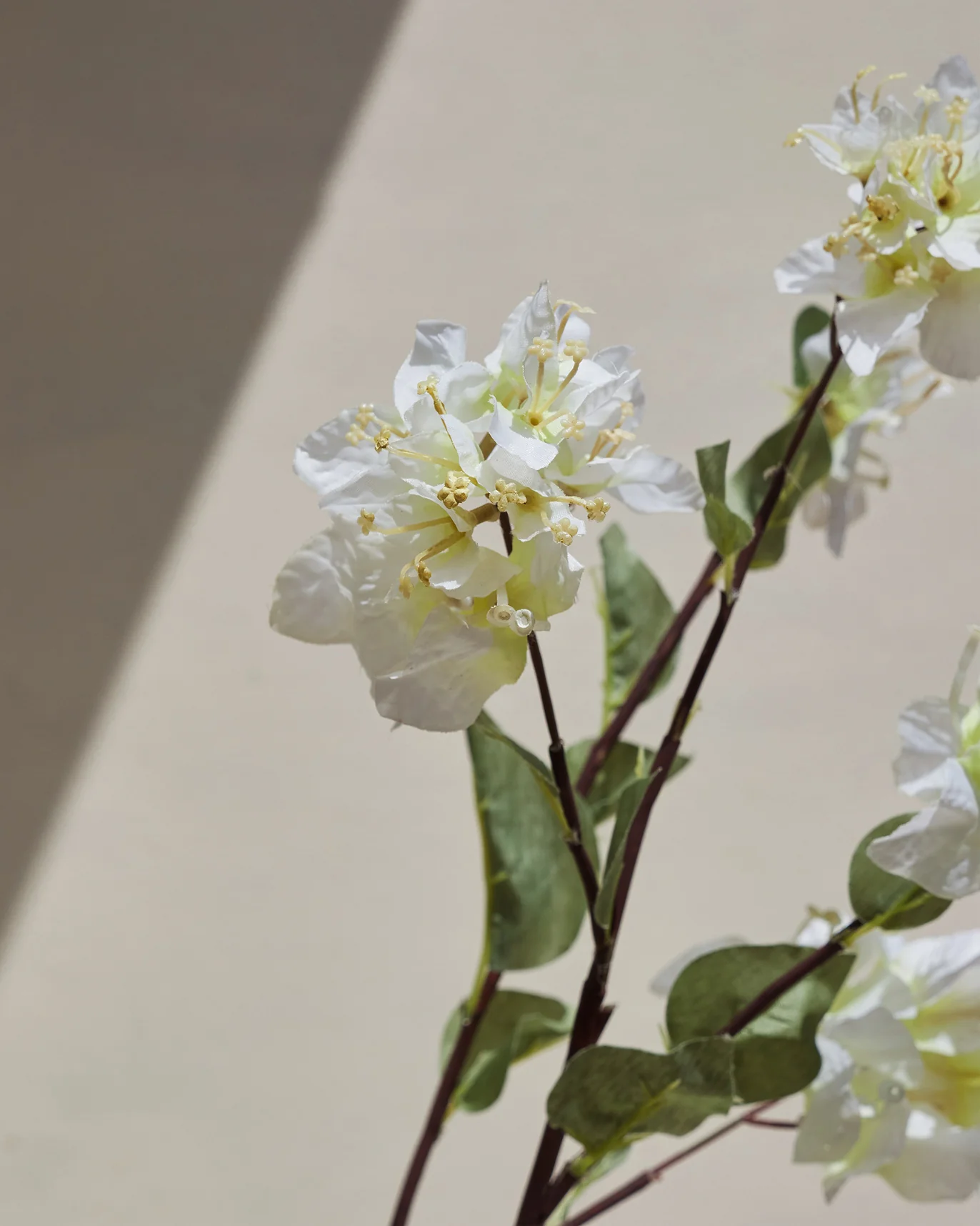 Bougainvillea Cream Flower - Image 3