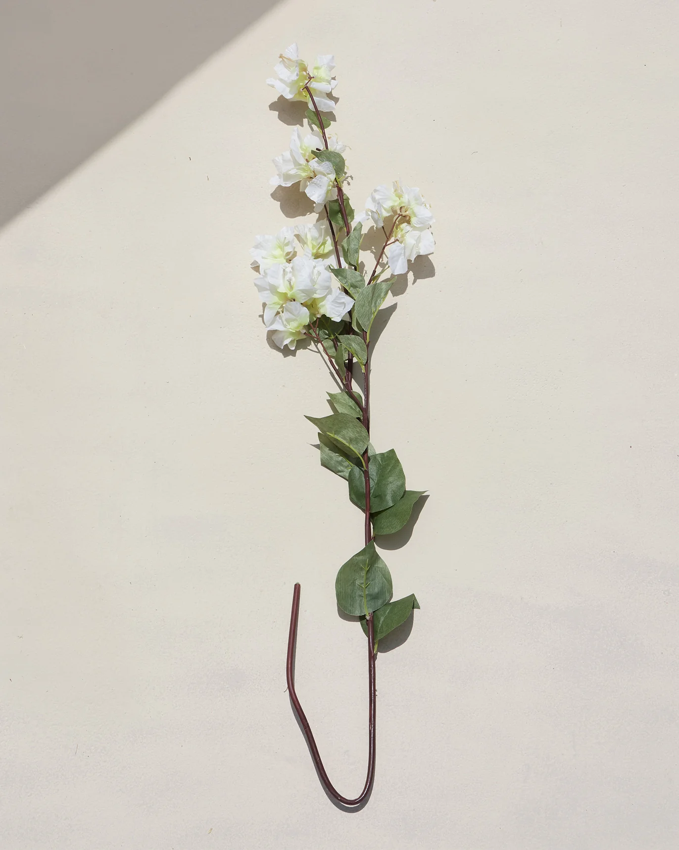 Bougainvillea Cream Flower - Image 4