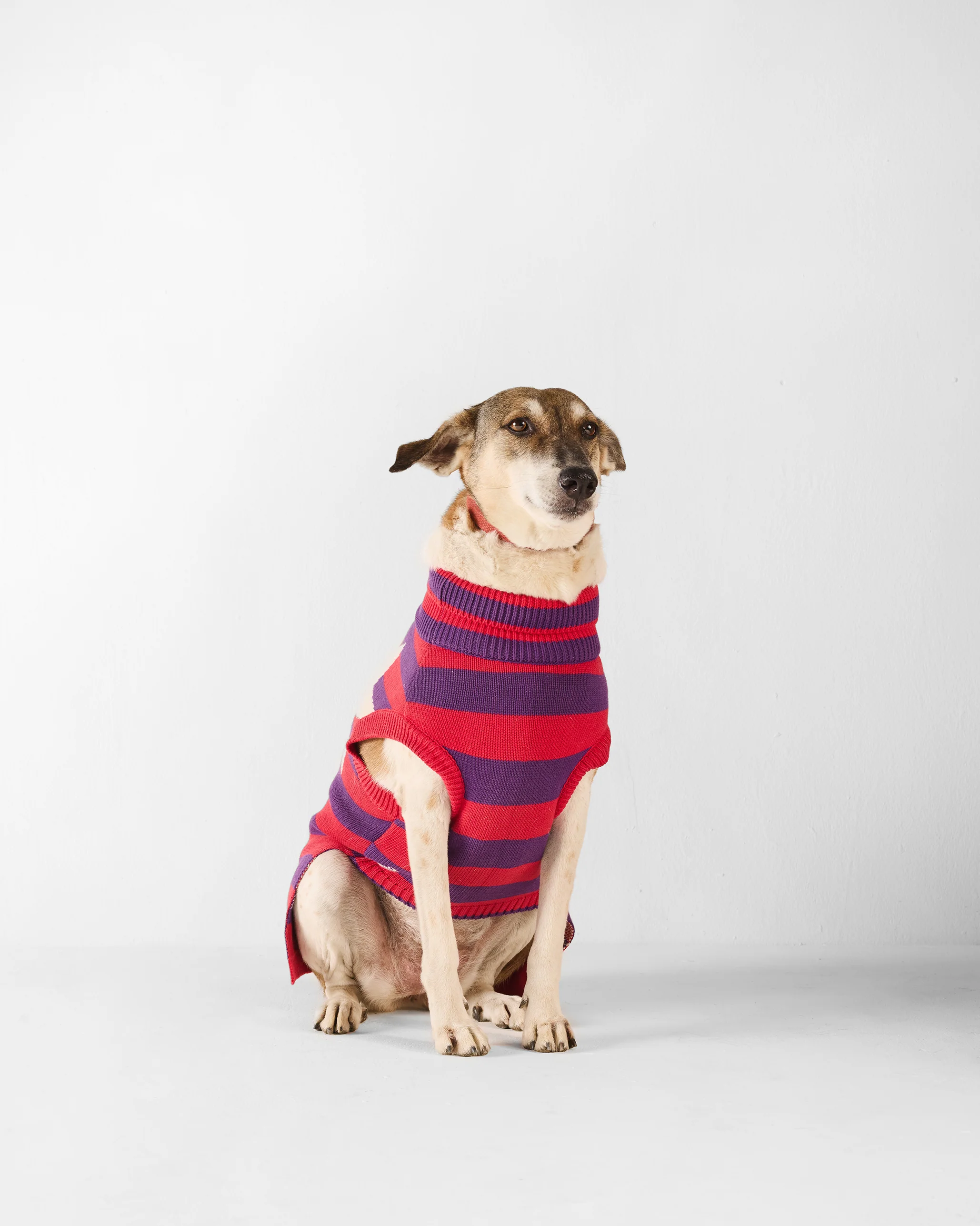 Cosmic Canine Dog Sweater - Red and purple - Image 6