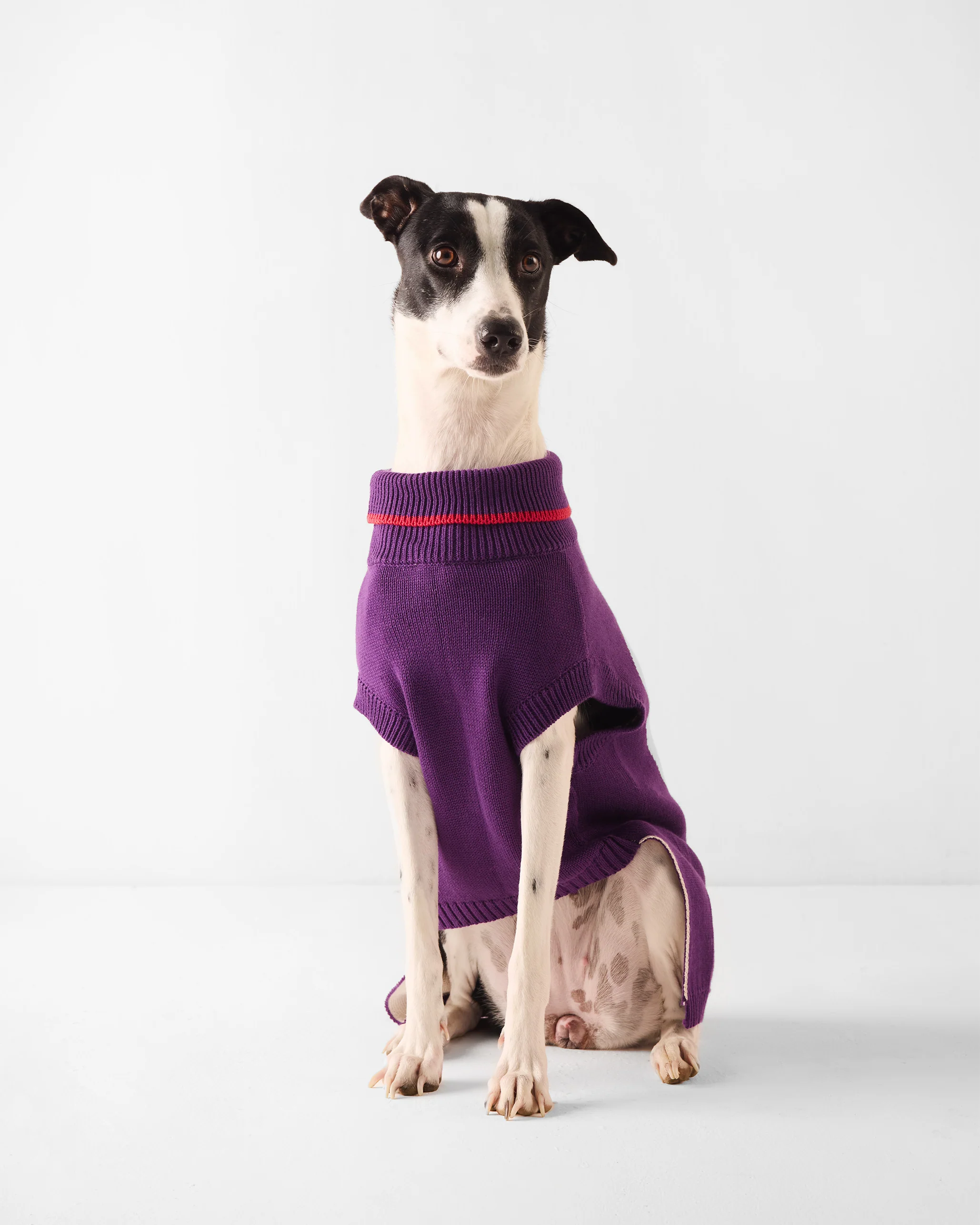 Fur-ever Dog Sweater - Purple - Image 5