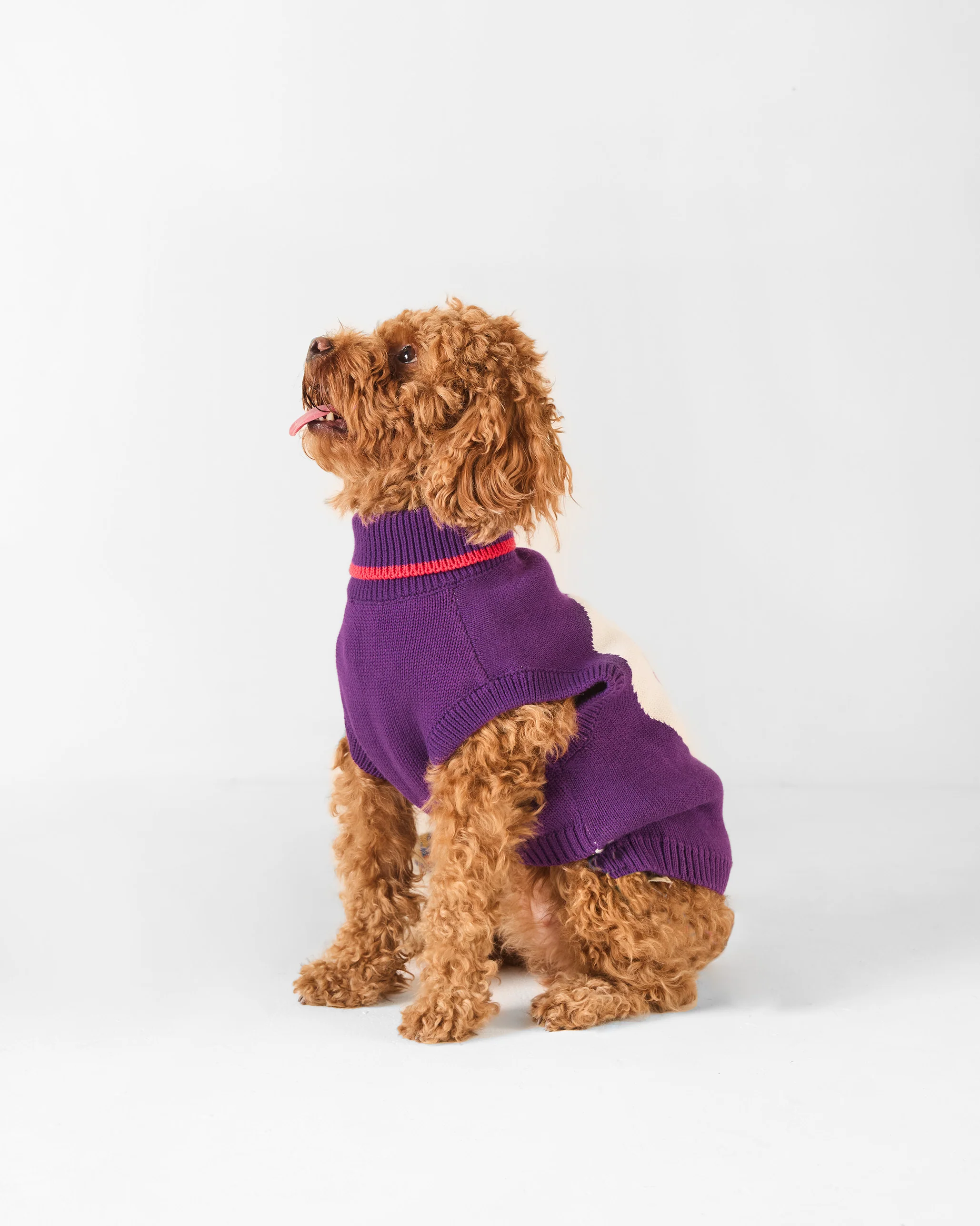 Fur-ever Dog Sweater - Purple - Image 8