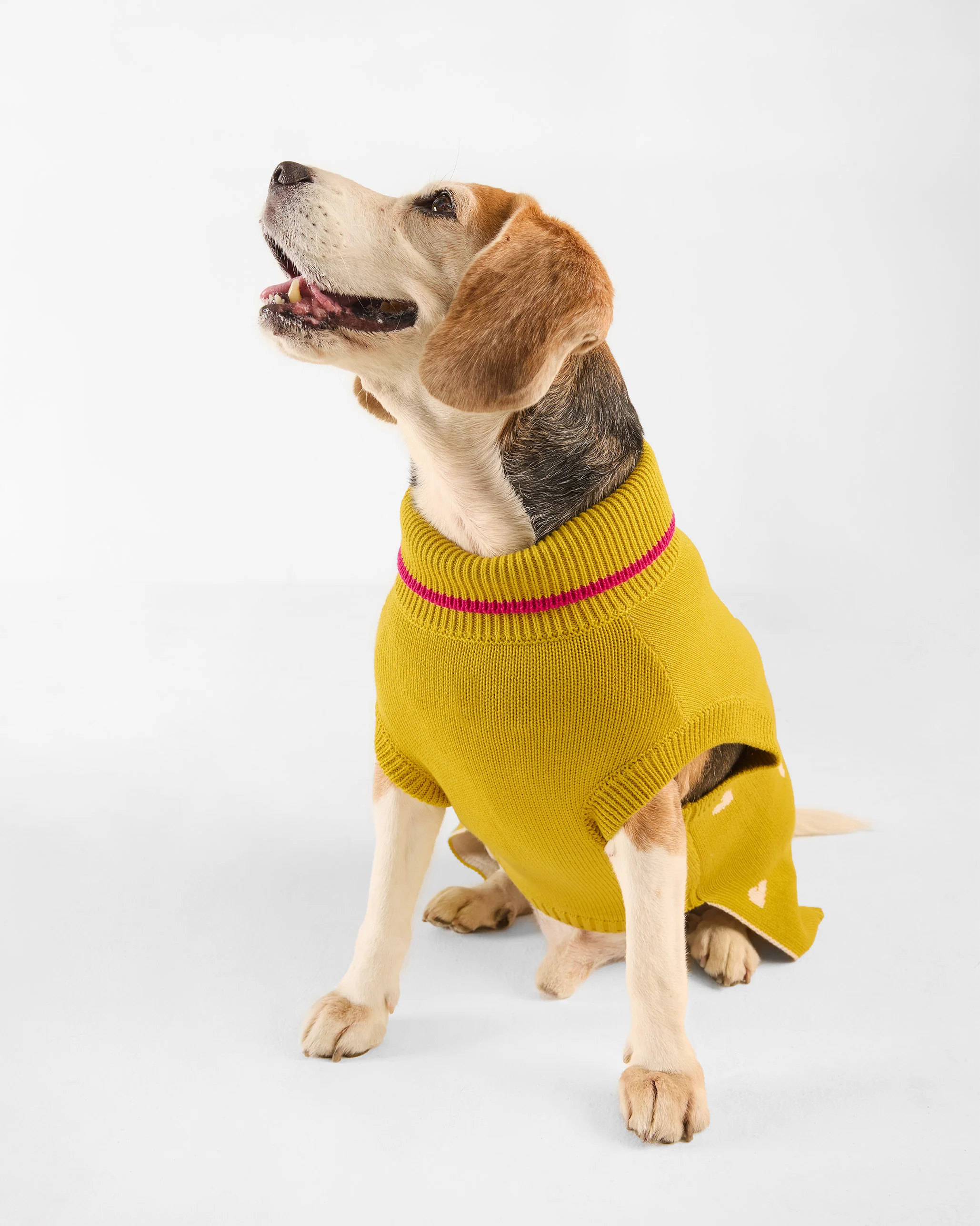 Jurassic Bark Dog Sweater - Chartreuse - Image 6